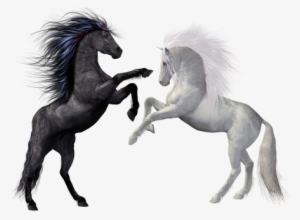Horses Black White Animals Mold Rap Fight - Rearing Horse Png