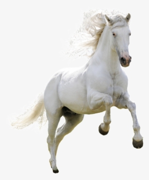 Horse Hd Images Download