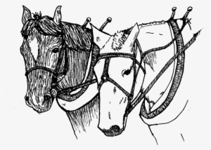 Examples Of Projects Sterling Draft Animal Minors Have - Sketch