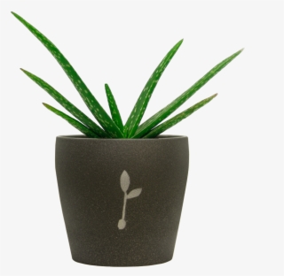 Aloe Vera - Flowerpot