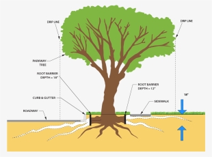 Clipart Freeuse And Roots Png For Free Download - System Diagram Of A Tree