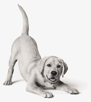 Picture Of Labrador Puppy - Royal Canin Dog Black And White