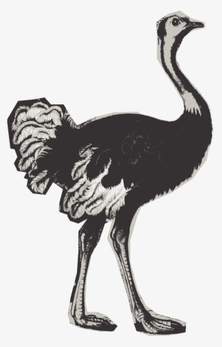 Big Image - Ostrich