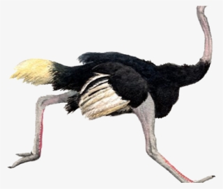 Ostrich Clipart Transparent - Ostrich