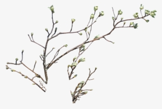 Branch