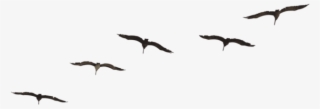 Free Png Download Bird Png Images Background Png Images - Transparent Flying Bird Png