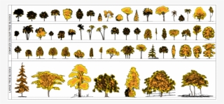 Trees Elevation - Autumnal - Plan And Elevation Of Trees