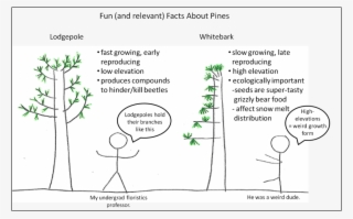 Elevation And Started Attacking Whitebark Pines , The - Cartoon