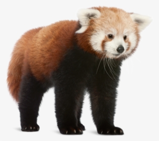 Four Blind Cubs Newborns Are Only Able To See Clearly - Red Panda On White Background