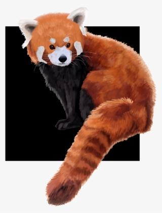 Hello Everyone So Until The 31st Of December I Will - Red Panda