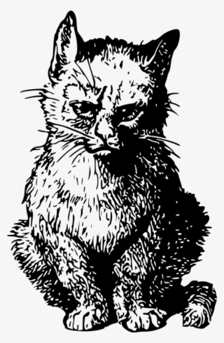 Kitten Wildcat Whiskers Domestic Short-haired Cat - Cat