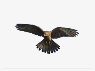 Falco - L Aquila E Il Falco