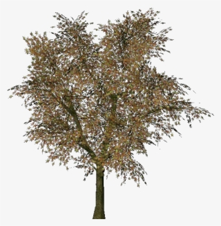 norway maple tree transparent