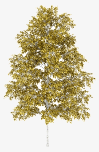 Yellow Birch Feuille Yellow Birch - Bouleau Png