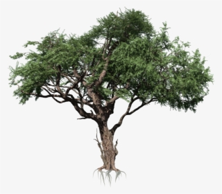 Acacia - Rainforest Tree Png