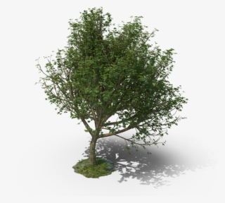 Mexican Pinyon