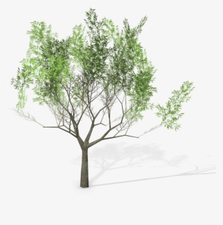 20 Eucalyptus Crebra Tree Royalty-free 3d Model - Mexican Pinyon