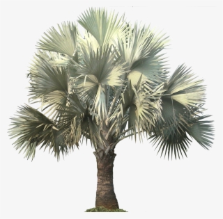 Bismarckia Palm Is Native To Western And Northern Madagascar, - Silver Bismarck Palm Png