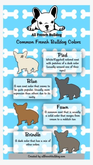 Types Of French Bulldogs - Cartoon