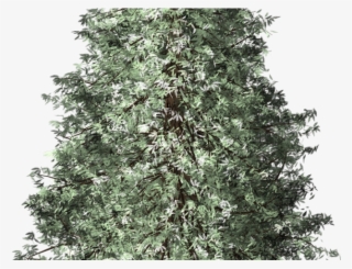 Fir Tree Clipart Redwood - Portable Network Graphics