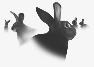 We Believe Their Challenging Spirits And Defying Attitudes - Domestic Rabbit