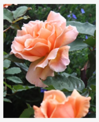 Rose - Garden Roses