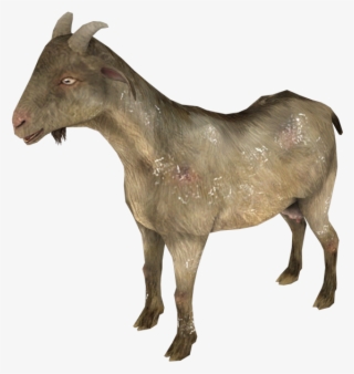 1 - Goat
