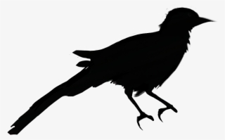 Bird Sticker - American Crow