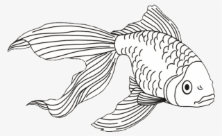 Free Png Download Fish And Shark Coloring Pages Png - Gold Fish Line Art