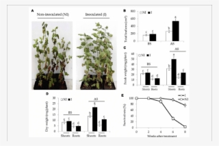 Effects Of B - Bacillus Licheniformis Root Growth