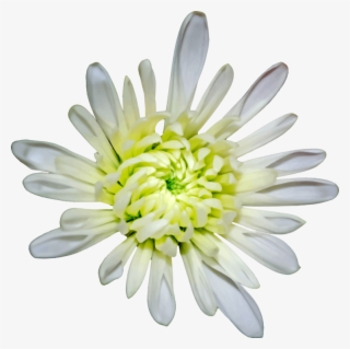 Common Daisy Chrysanthemum Oxeye Daisy Flower Computer - Heath Aster