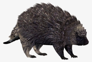 North American Porcupine - Punxsutawney Phil