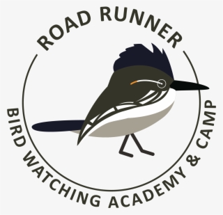 Greater Roadrunner - Old World Flycatcher