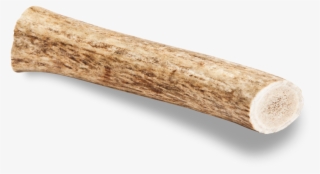 Medium Deer Antler - Lumber