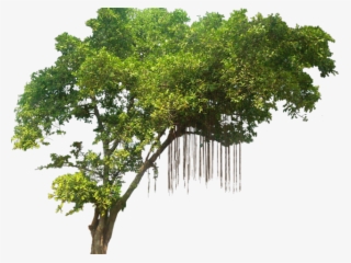Tree Png Transparent Images - Jungle Tree Png