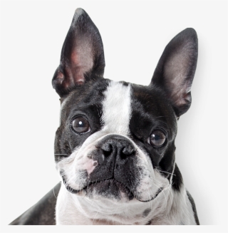 Boston Terrier - French Bulldog