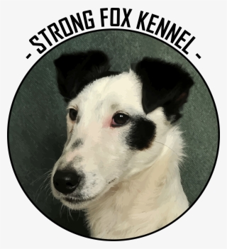 Strong Fox Kennel - Companion Dog