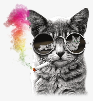 Cat With Rainbow Glasses