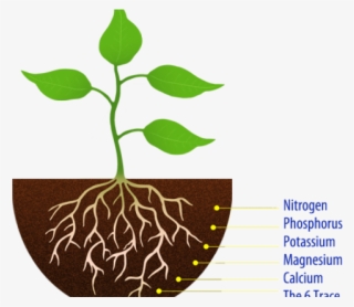 Soil Clipart Seedling - Simple Plant With Roots