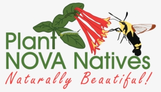Seedling Giveaways And Native Plant Sales - Honeysuckle