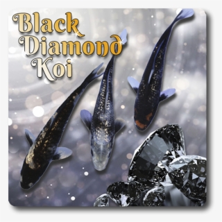 Black Diamond Koi 3 Pack Free Shipping [black Diamond - Poster