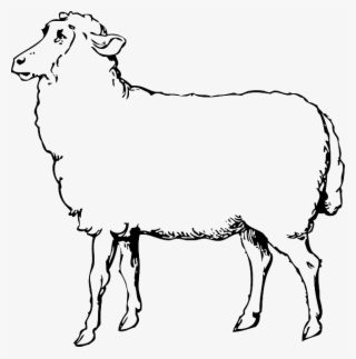 Animals, Black, Food, Outline, Drawing, Sketch, White - Clip Art Sheep Black And White