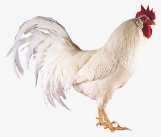 Chicken Png Image - Boca A River 2011