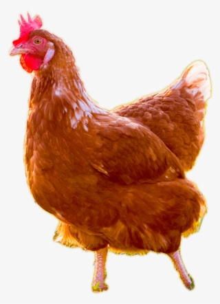 vital farms - live chicken no background