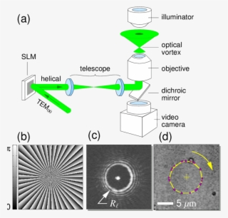 Creating Optical Vortices With Dynamic Holographic - Optical Vortices