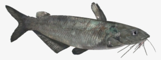 Bluecatfish - Oily Fish