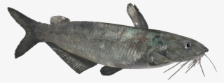 Bluecatfish - Oily Fish