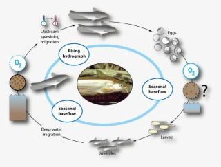 Life Cycle Of Hyrtl's Catfish - Life Cycle