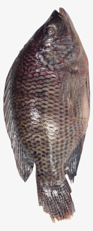 Fresh Basa/catfish/pangasius Bocourti From Vietnam - Pomacentridae
