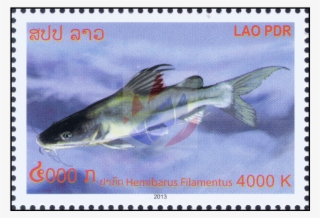 Catfish Of The Mekong - Mekong Giant Catfish